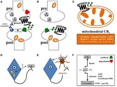 Cannabinoid Receptor Signaling in Central Regulation of Feeding Behavior: A Mini-Review